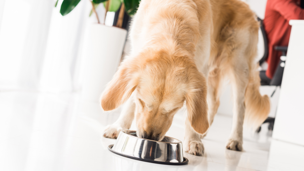 Vegan Dog Food: The Digestion-Friendly Solution
