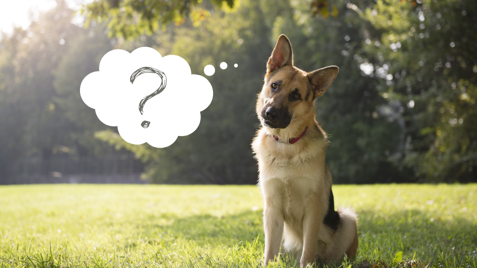FAQ: Your Top Vegan Dog Food Questions Answered
