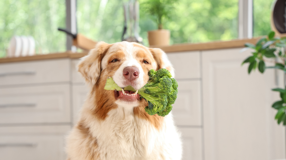 Flexitarian Feeding for Dogs: The Future of Pet Nutrition