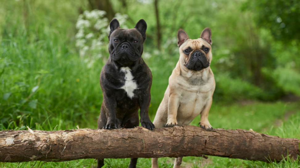 Vegan Dog Food: A Healthy Choice for French Bulldogs