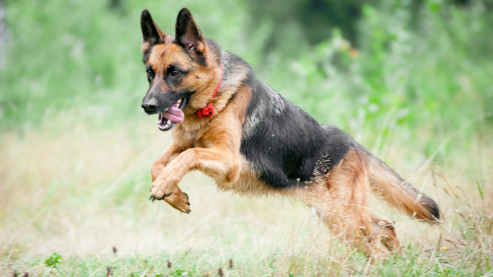 Joint Health for German Shepherds: PawCo's Solution