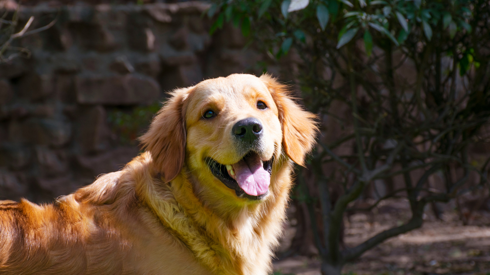 Golden Retriever Weight: Combating Obesity with PawCo