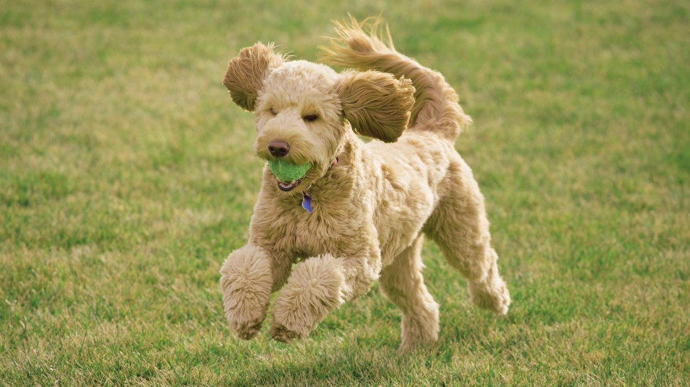 Beat Goldendoodle Itchiness & Skin Woes with PawCo Foods