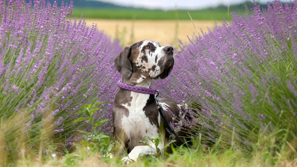 How PawCo Supports Good Digestive Health in Great Danes