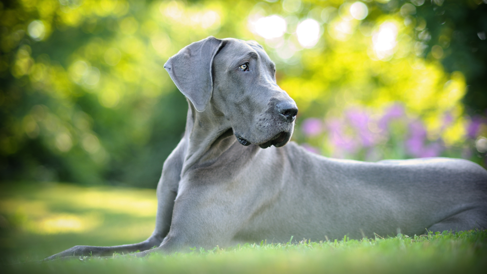 How PawCo Foods Support Heart Health in Great Danes