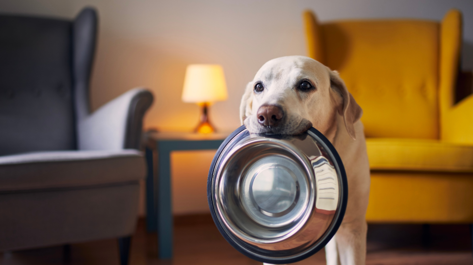 Is Your Dog Getting Enough Protein on a Vegan Diet?