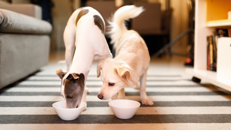 How Dogs View Food: Exploring Taste and Nutrition