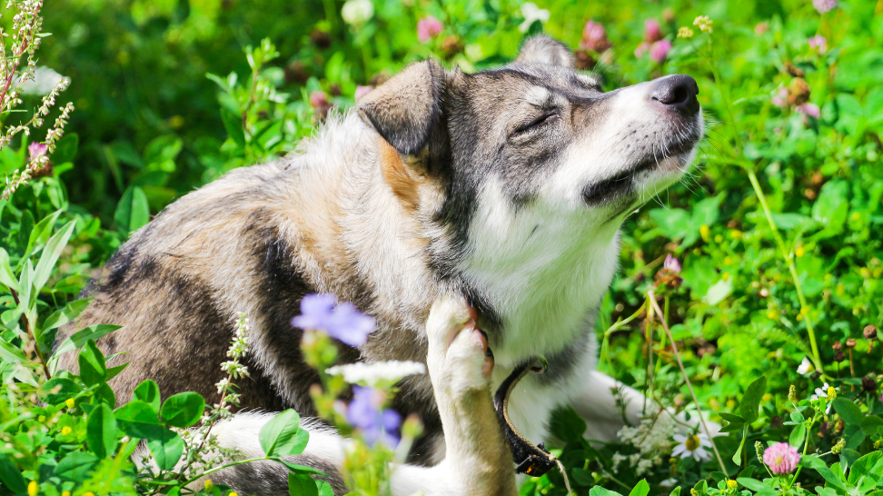 How Plant-Based Diets Can Help With Dog Allergies