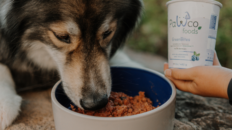 How to Transition Your Dog to Fresh Food (Without Upsetting Their Stomach)