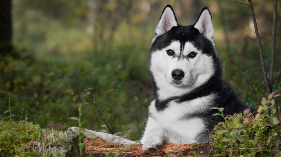 Skin Health for Siberian Huskies: PawCo's Nutritional Role