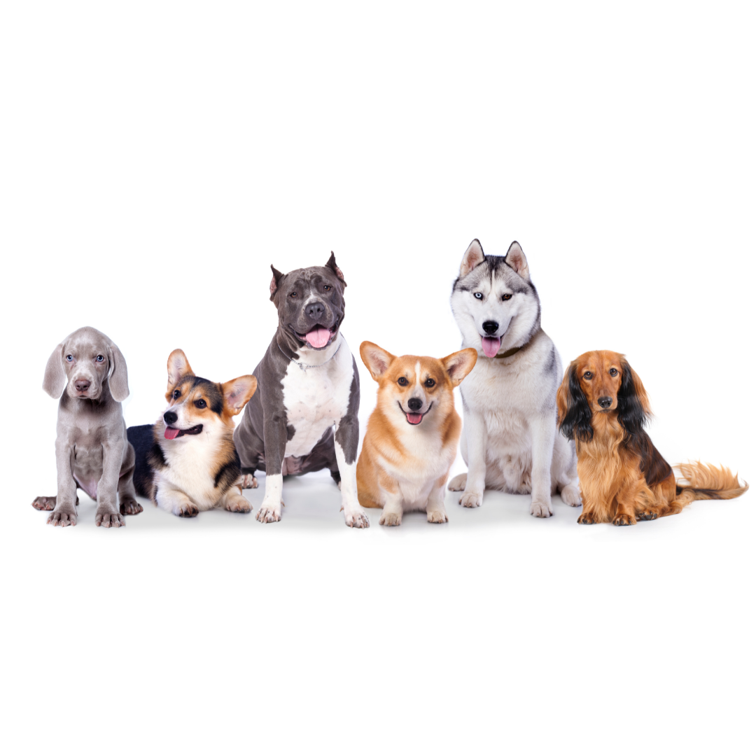 How to Celebrate National Dog Day with Your Furry Best Friend