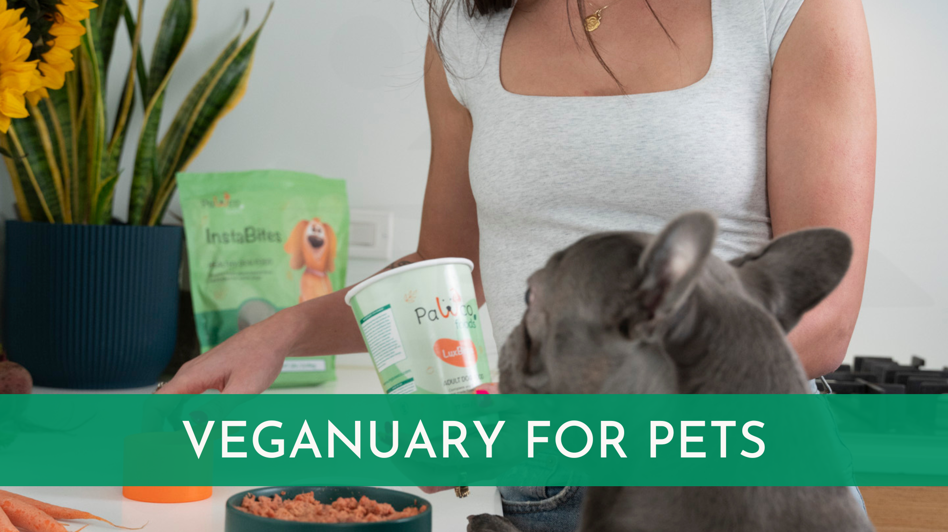 Your Dog Should Be Doing Veganuary Too—For Their Own Sake