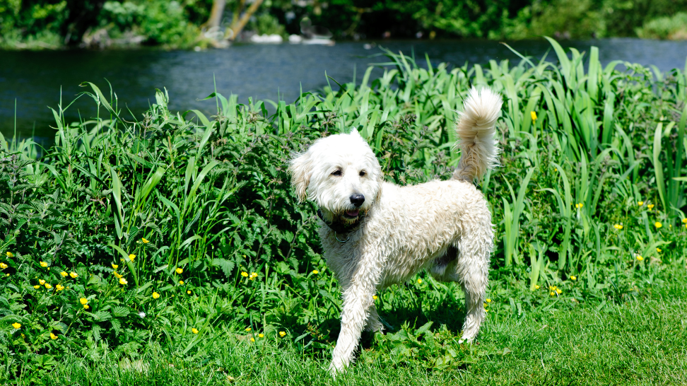 Navigating Labradoodle Allergies with PawCo's Fresh Vegan Food