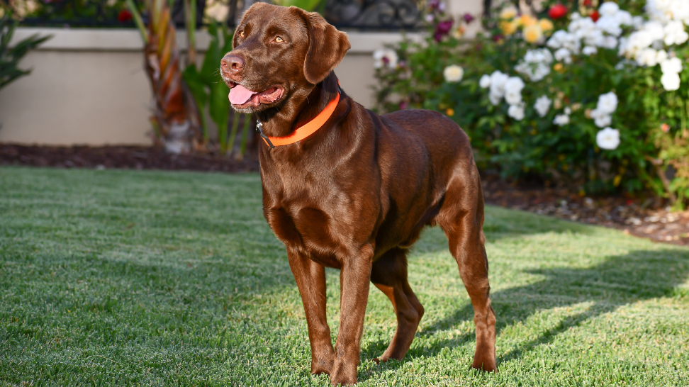 Labrador Joint Pain & Hip Dysplasia: PawCo's Vegan Solution