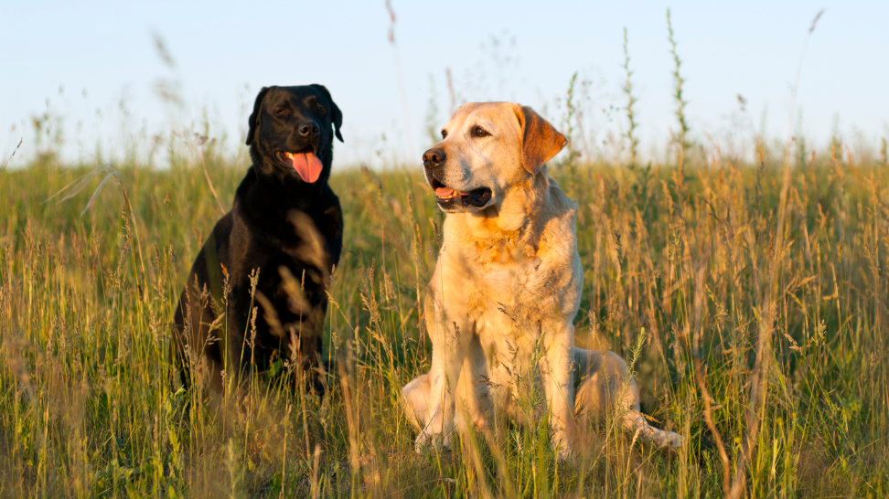 Managing Labrador Meat Allergies with PawCo's Fresh Vegan Food