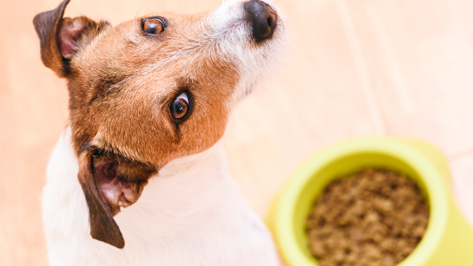 What's the Best Food for Dogs With Pancreatitis?