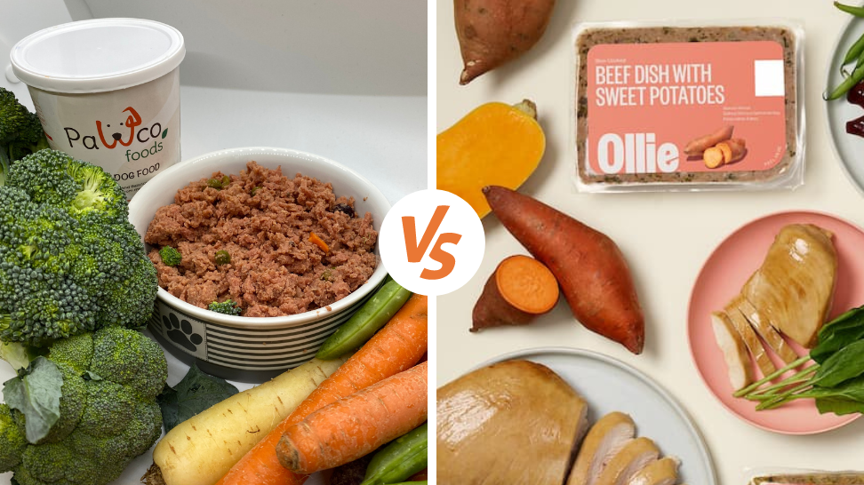 Ollie Alternative: PawCo's Fresh Vegan Dog Food