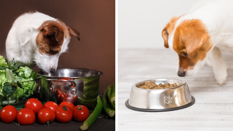 Fresh Premium Dog Food: A Healthier Alternative to Kibble