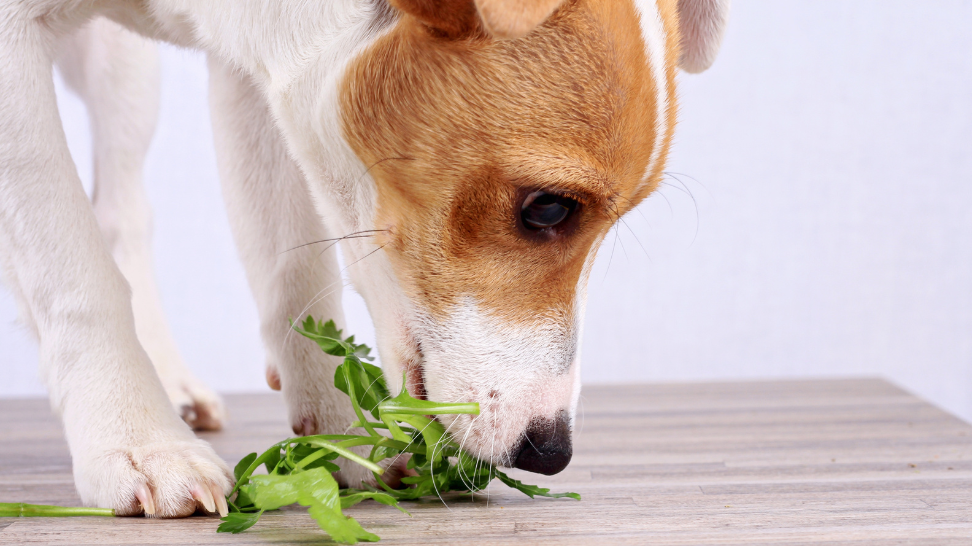Fresh Vegan Dog Food: A Healthier, Greener Choice
