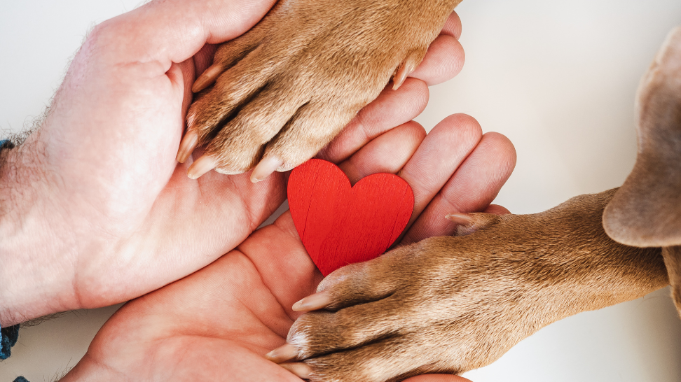 Paws Up! Celebrate Pet Appreciation Week with PawCo