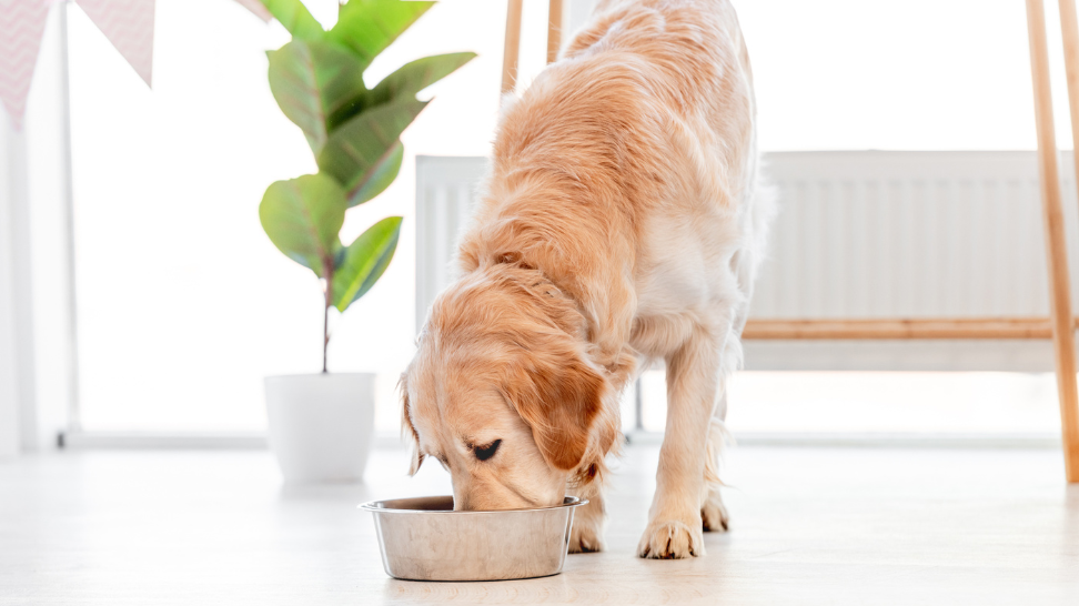 What Are the Benefits of Postbiotics for Dogs?