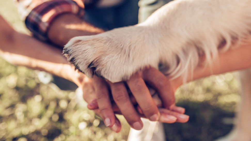 National Rescue Dog Day: Adopt a Dog and Enhance Your Life