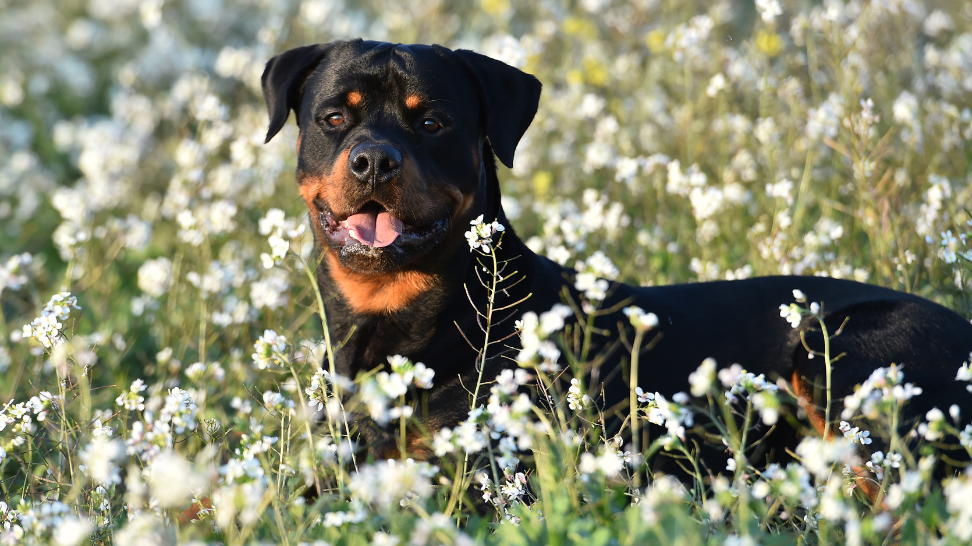 Promoting Rottweiler Heart Health with PawCo's Vegan Dog Food