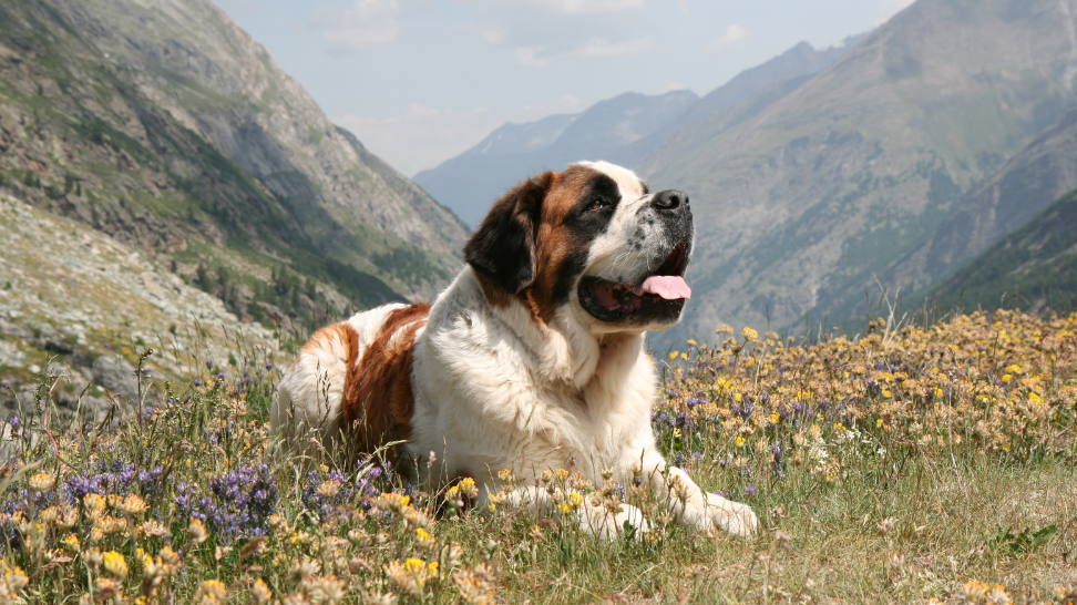 Healthy Hearts with PawCo: Cardiac Care for Saint Bernards