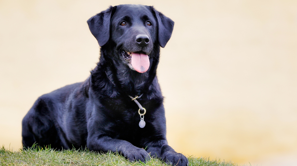 Vegan Dog Food: A Key to Healthy Skin & Coat