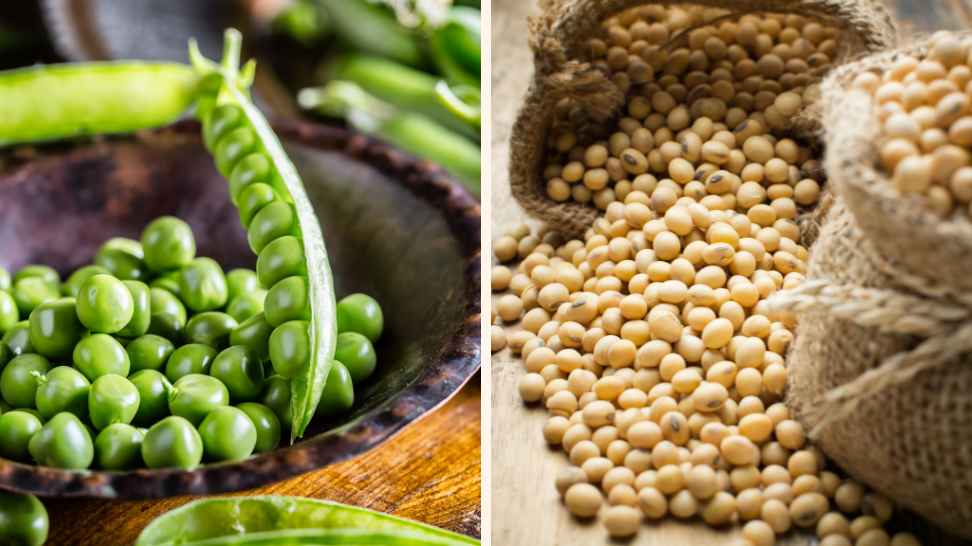 Are Soy and Peas Healthy for Dogs? Exploring Benefits and Myths