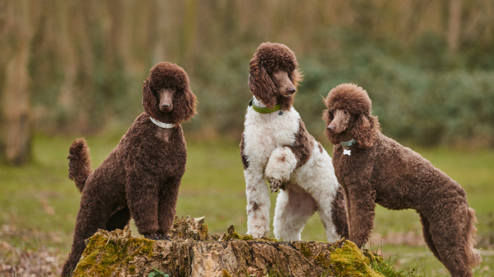 Allergies in Standard Poodles: PawCo's Fresh Vegan Solution