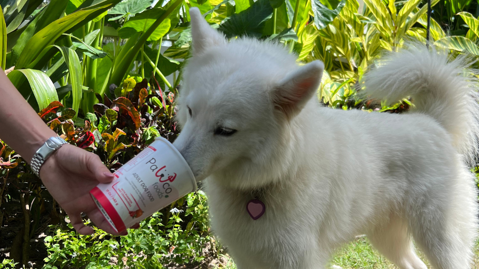 PawCo's Vegan Dog Meals: How To Store and Serve