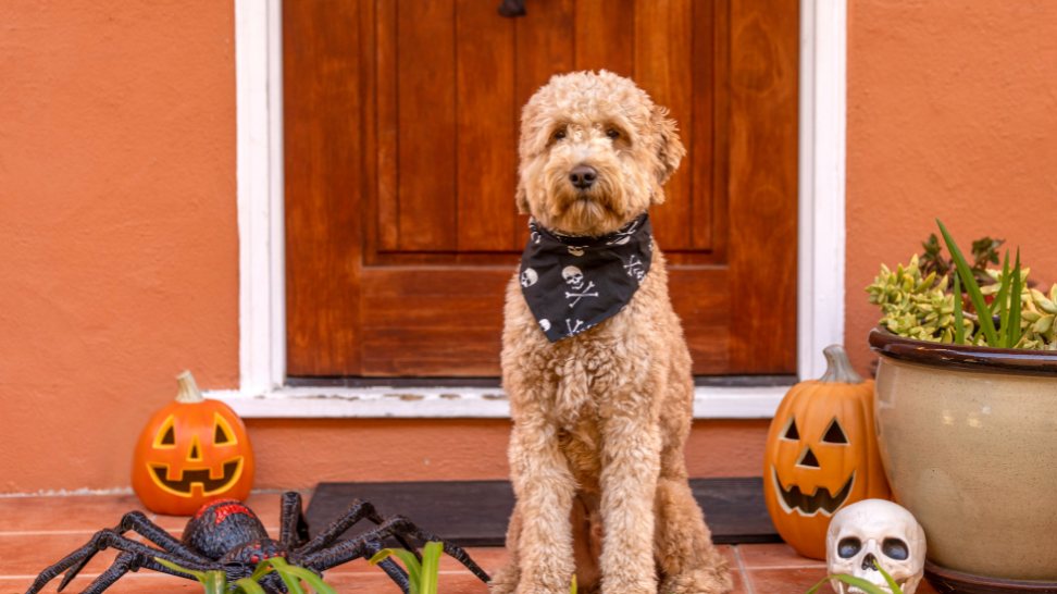 Trick or Treat? The Best (and Worst) Halloween Snacks for Dogs