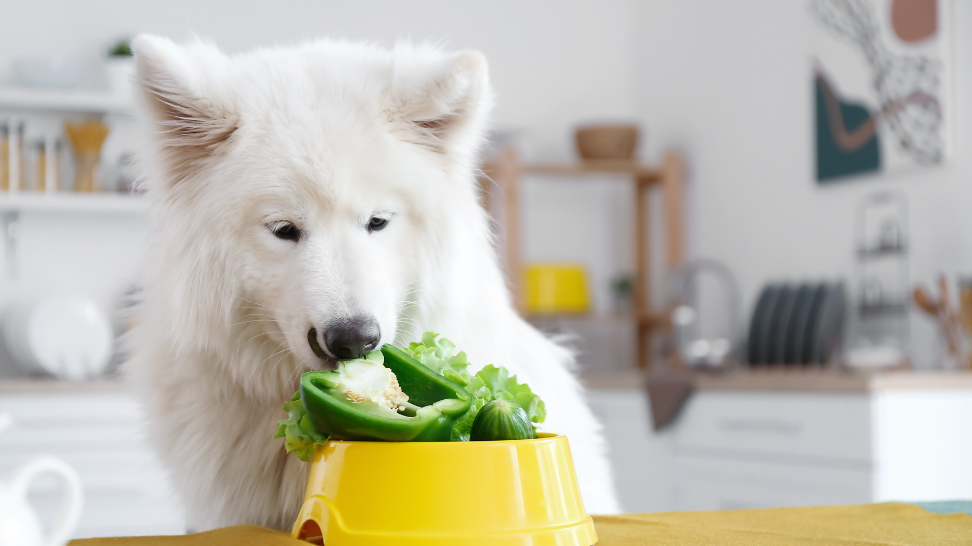 5 Reasons Why Vegan Food Is Not Bad for Your Dog