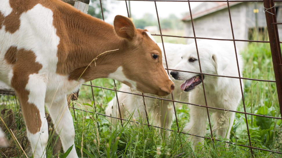 The Cruelty-Free Approach: Choosing Vegan Dog Food