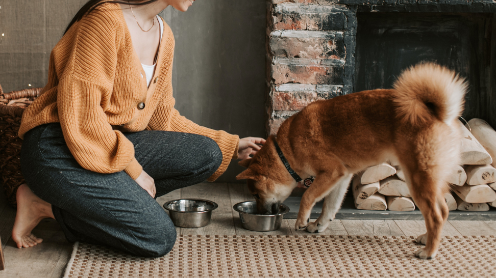 The Benefits of Vegan Dog Food for Cancer Prevention