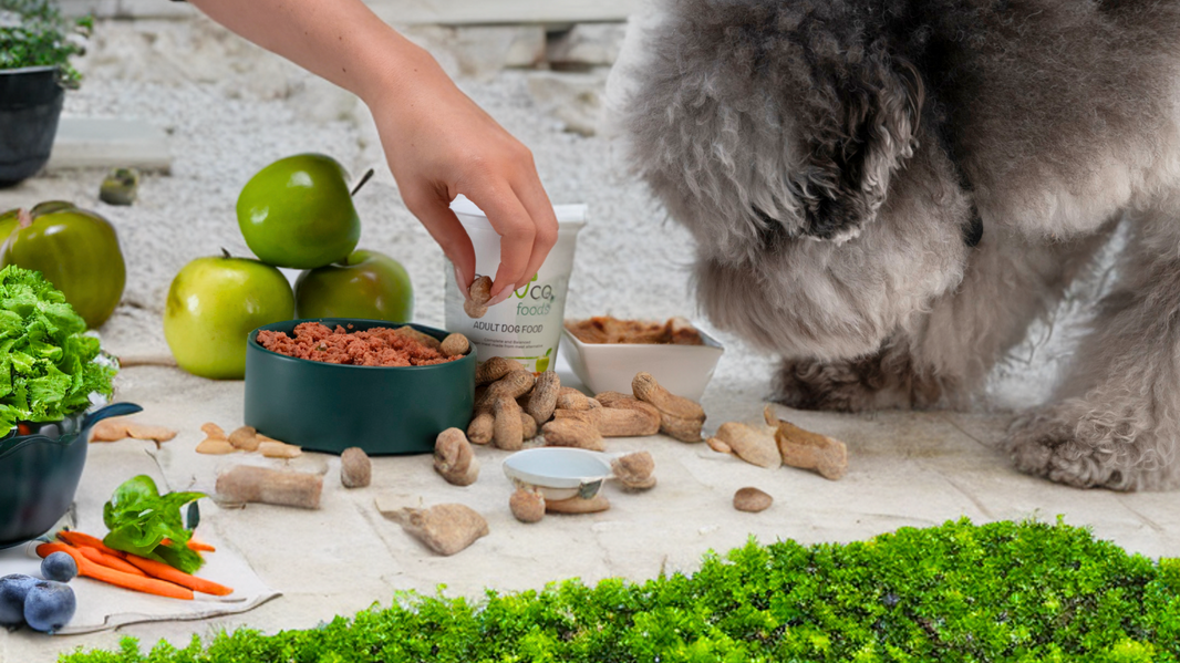 Person's hand placing a treat into a bowl of vegan dog food next to a fluffy gray dog sniffing the food. Green apples and PawCo Foods containers are visible in the background.