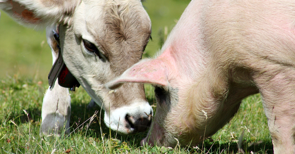 The Ethical Implications of a Non-Vegan Diet for Dogs