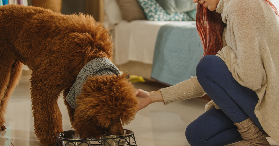 Vegan Dog Food: How to Transition Your Furry Friend