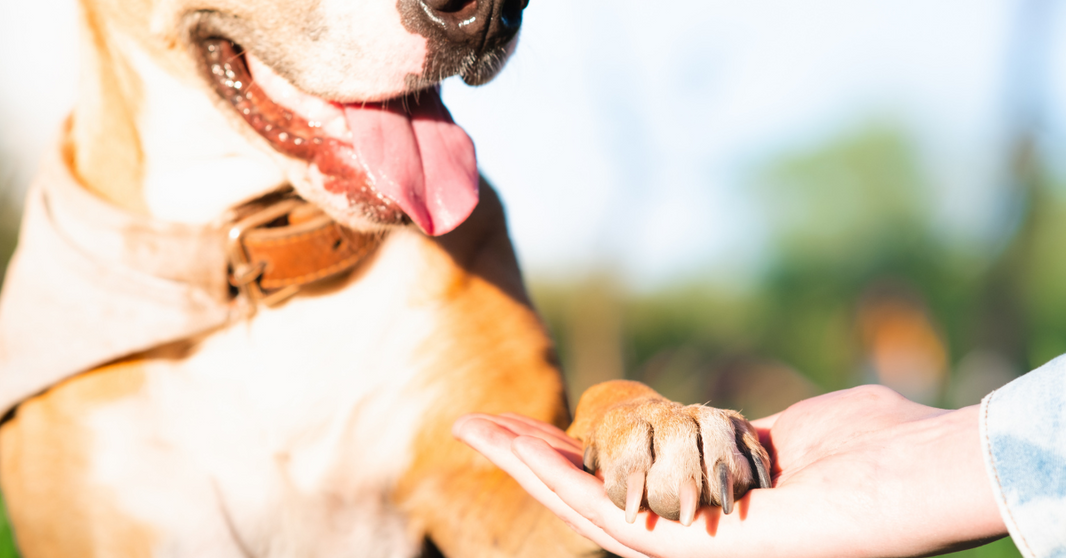 How to Give Your Dog a Longer, Healthier Life