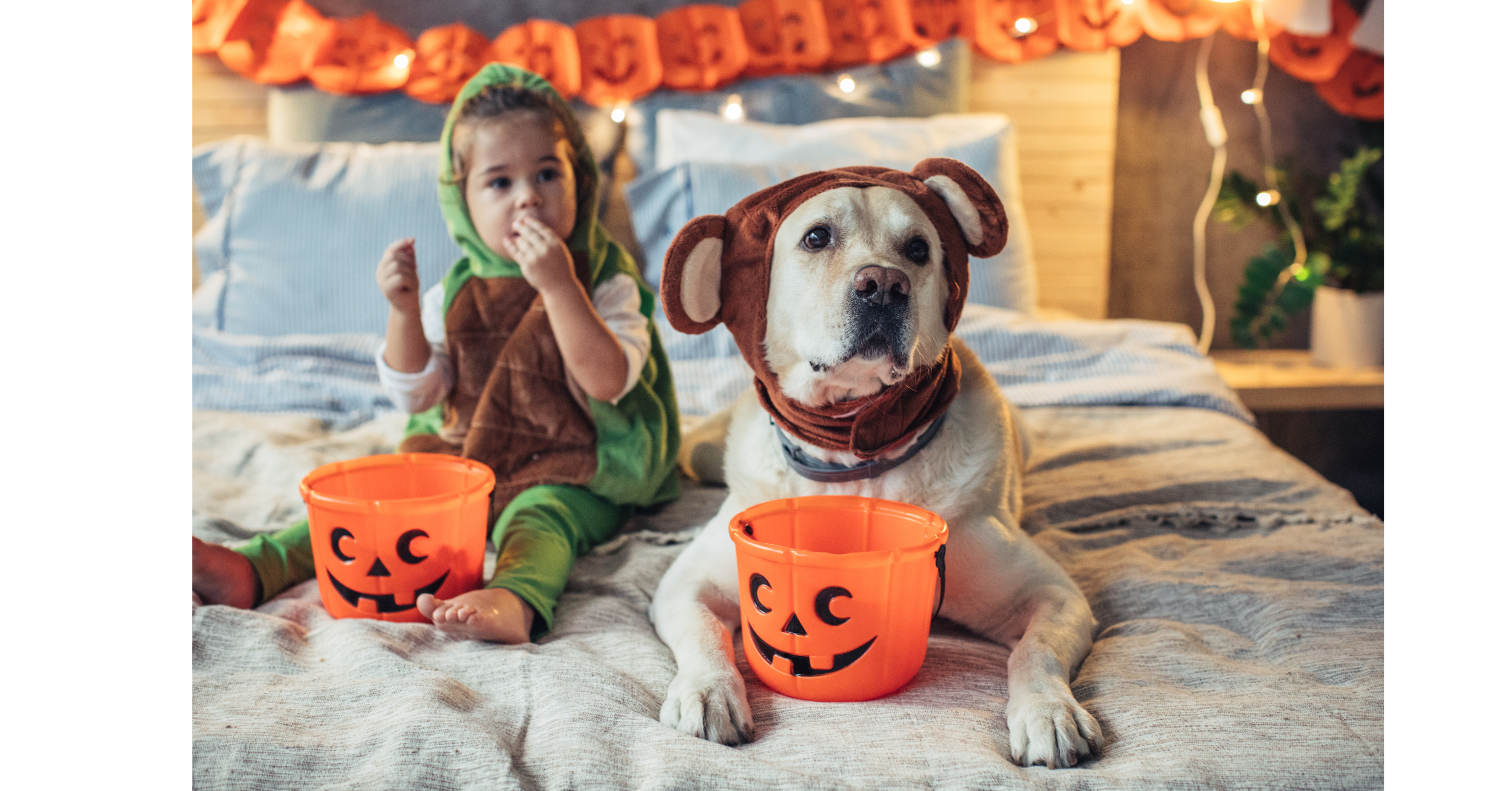 Celebrate Halloween and the Holidays with Your Dog!