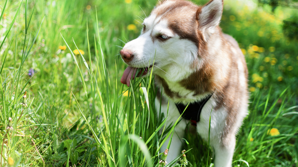 Why Do Dogs Eat Grass? Discover the Reasons