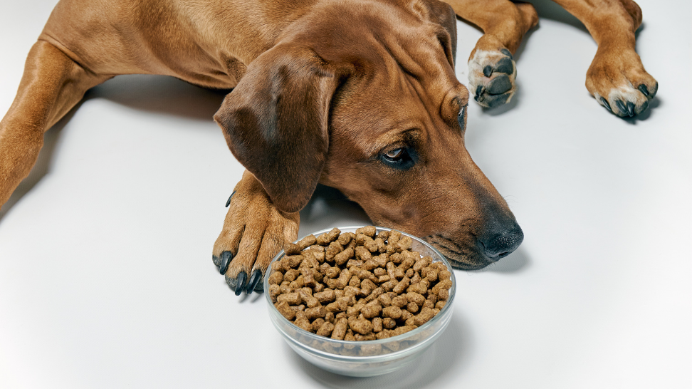 Why Is My Dog Not Eating? Tips to Revive Their Appetite