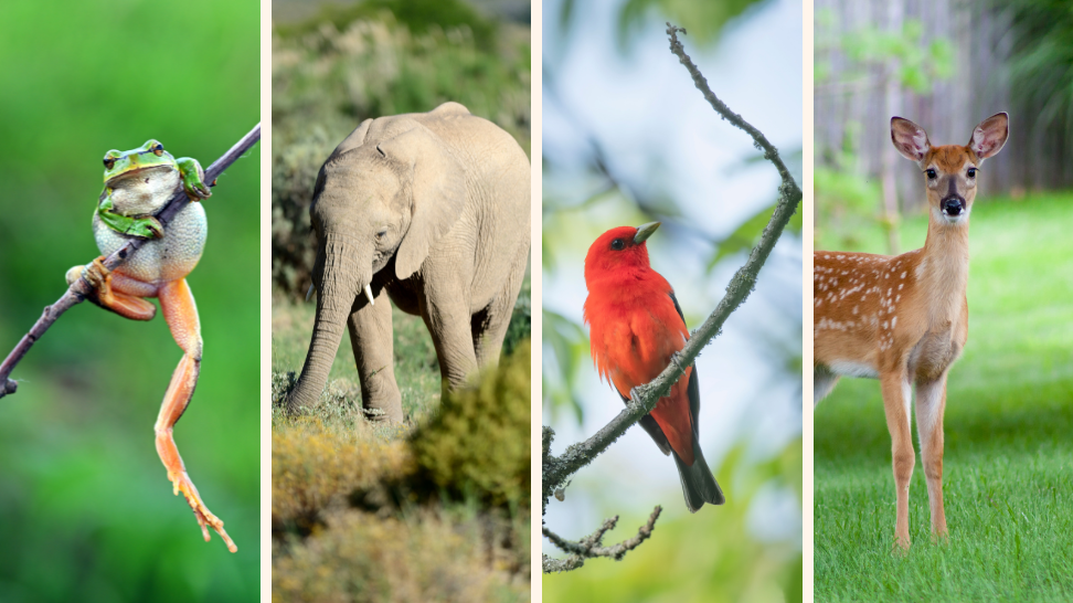 World Wildlife Day: Supporting Biodiversity and Wildlife