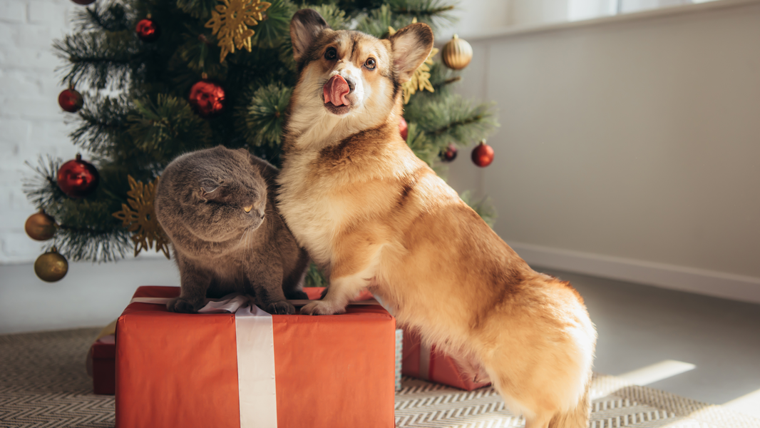 The Best Stocking Stuffers for Pet Parents Who Care About Health