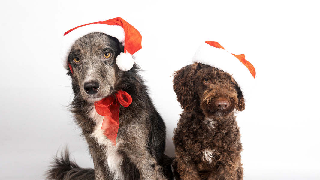 Holiday Foods Dogs Can (& Can’t) Eat