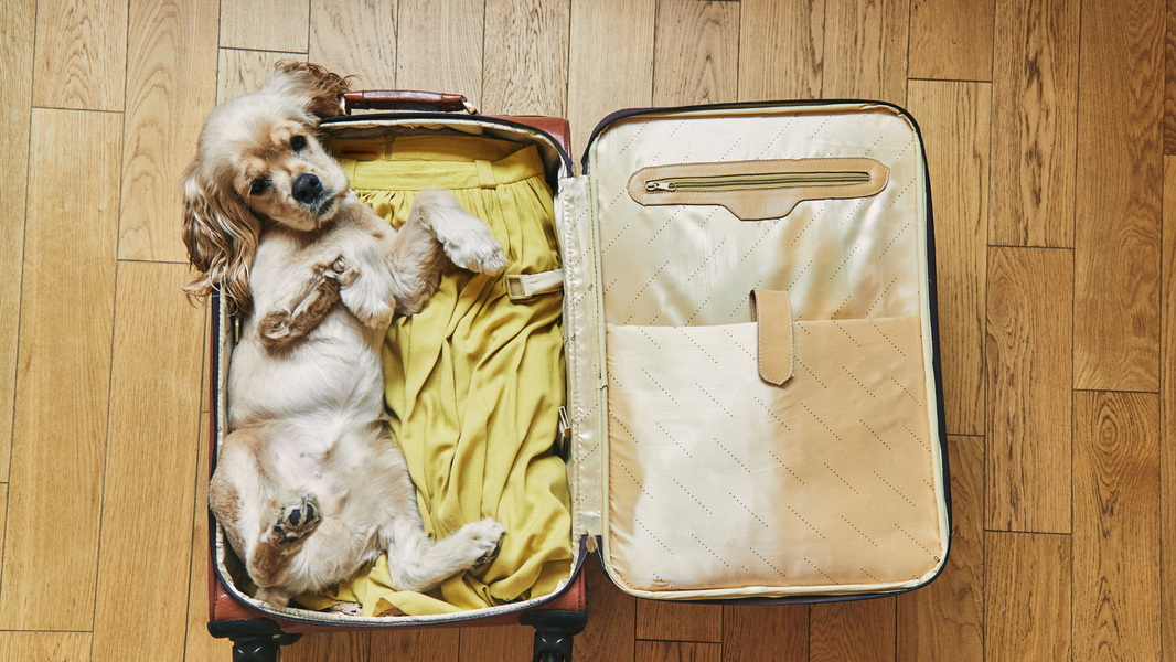 How to Travel With Fresh Dog Food