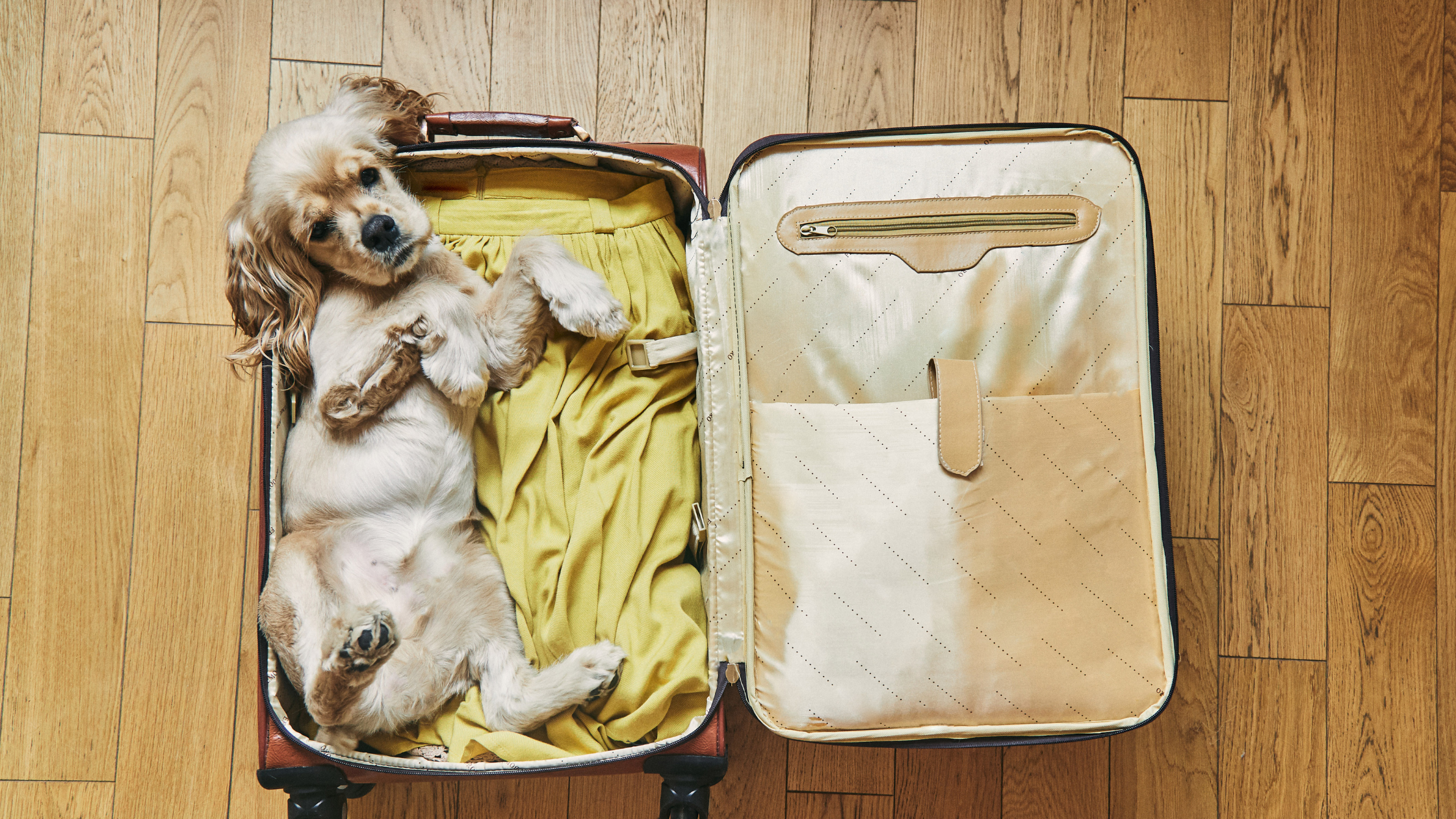 How to Travel With Fresh Dog Food