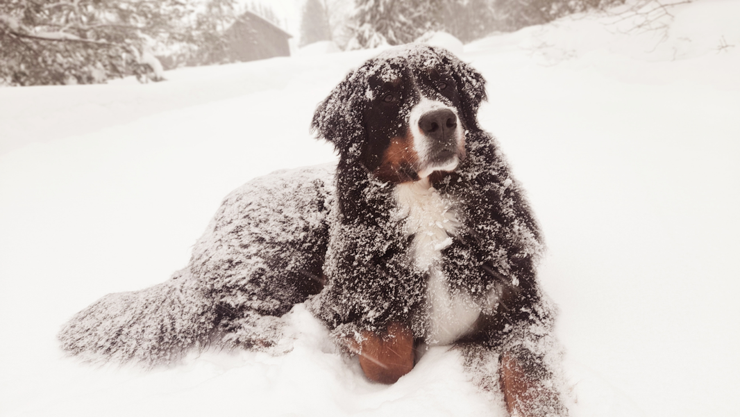 5 Ways to Keep Your Dog’s Gut Happy This Winter