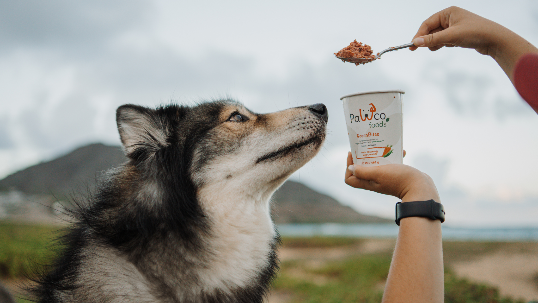 What “Human-Grade” Really Means in Pet Food